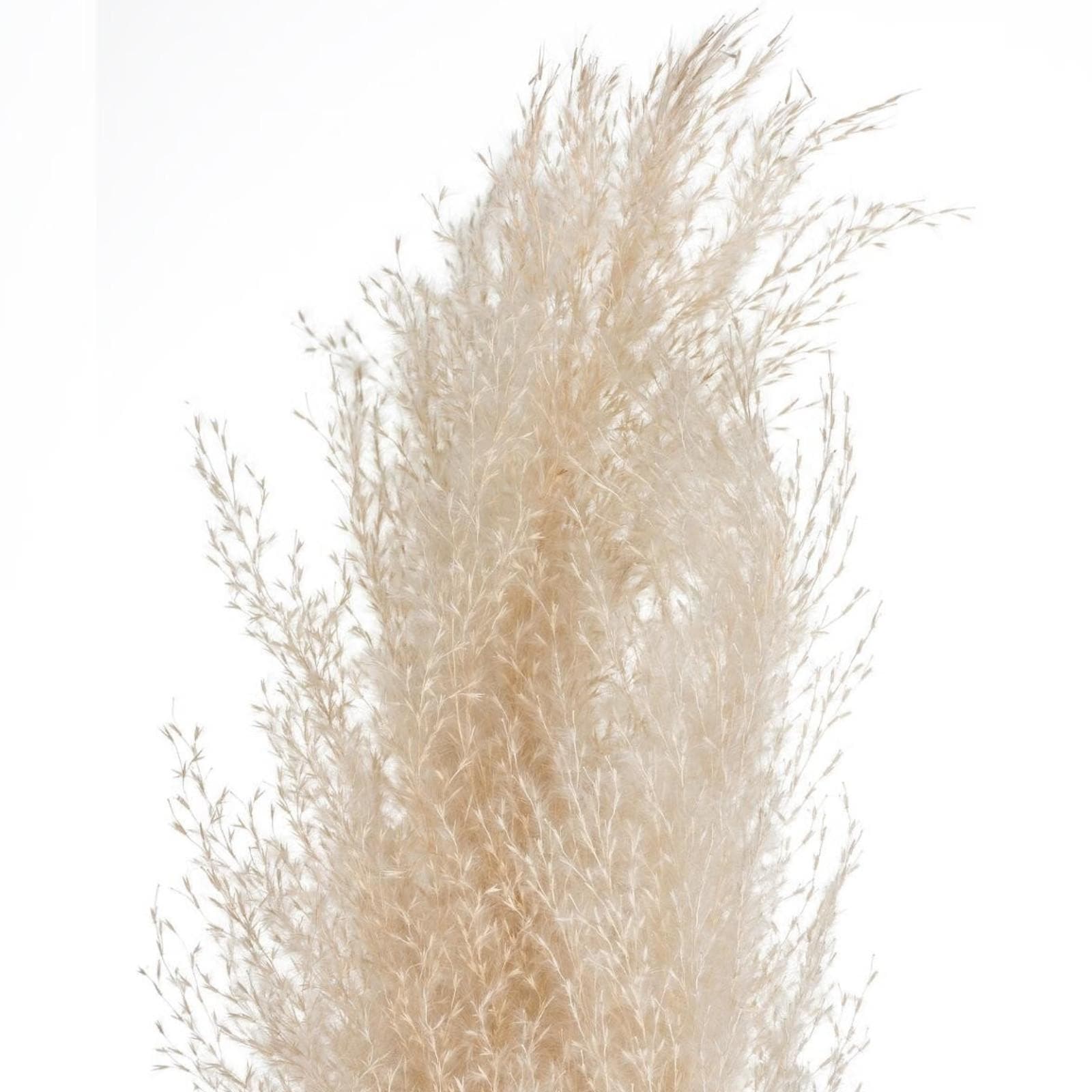 Set 3 rami decorativi di pampa 110h cm naturale