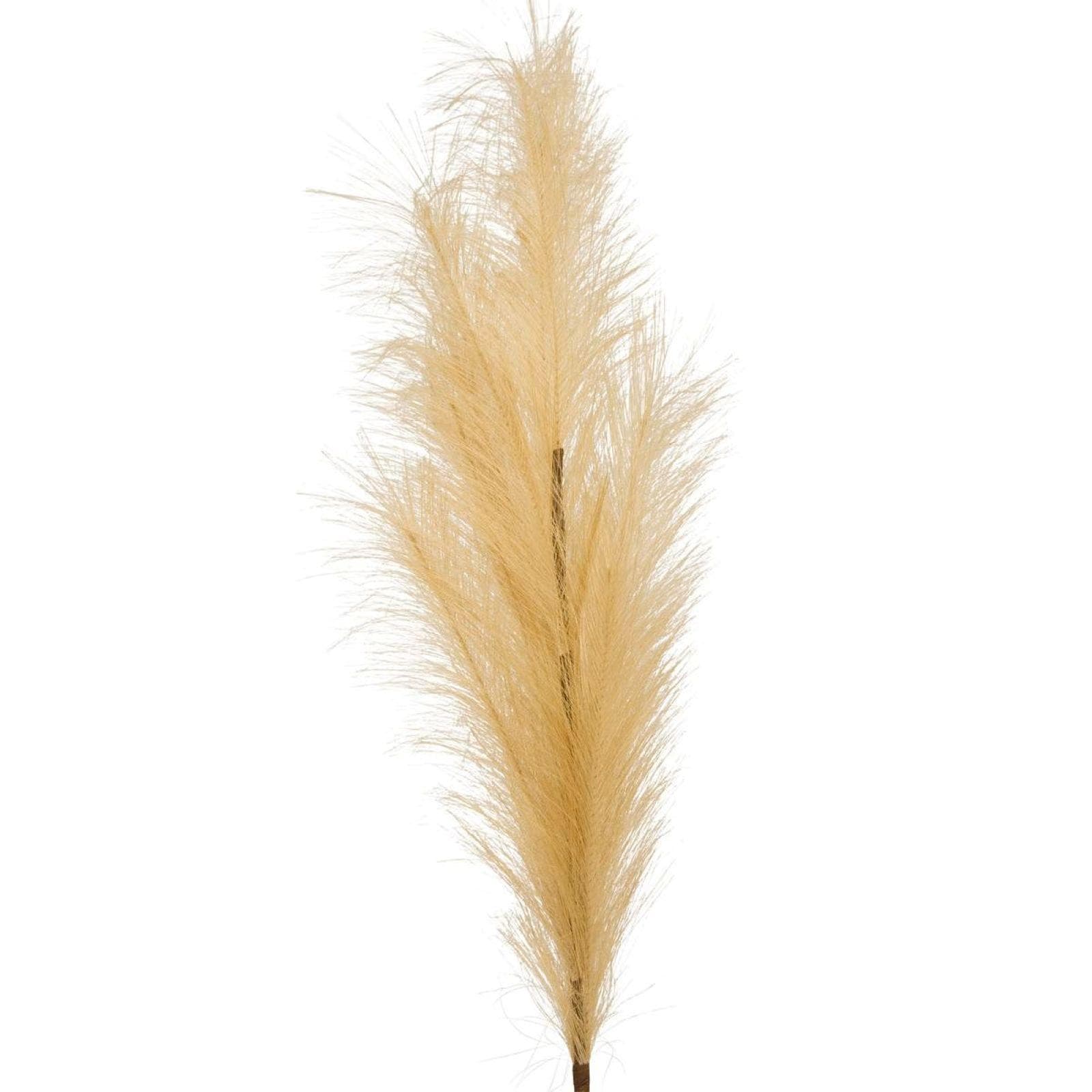 Stelo di pampa naturale 90h cm beige